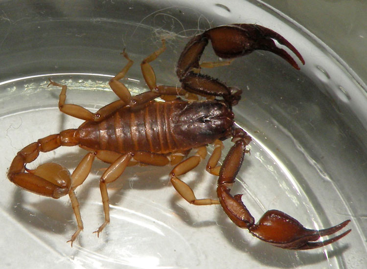 Euscorpius aquilejensis